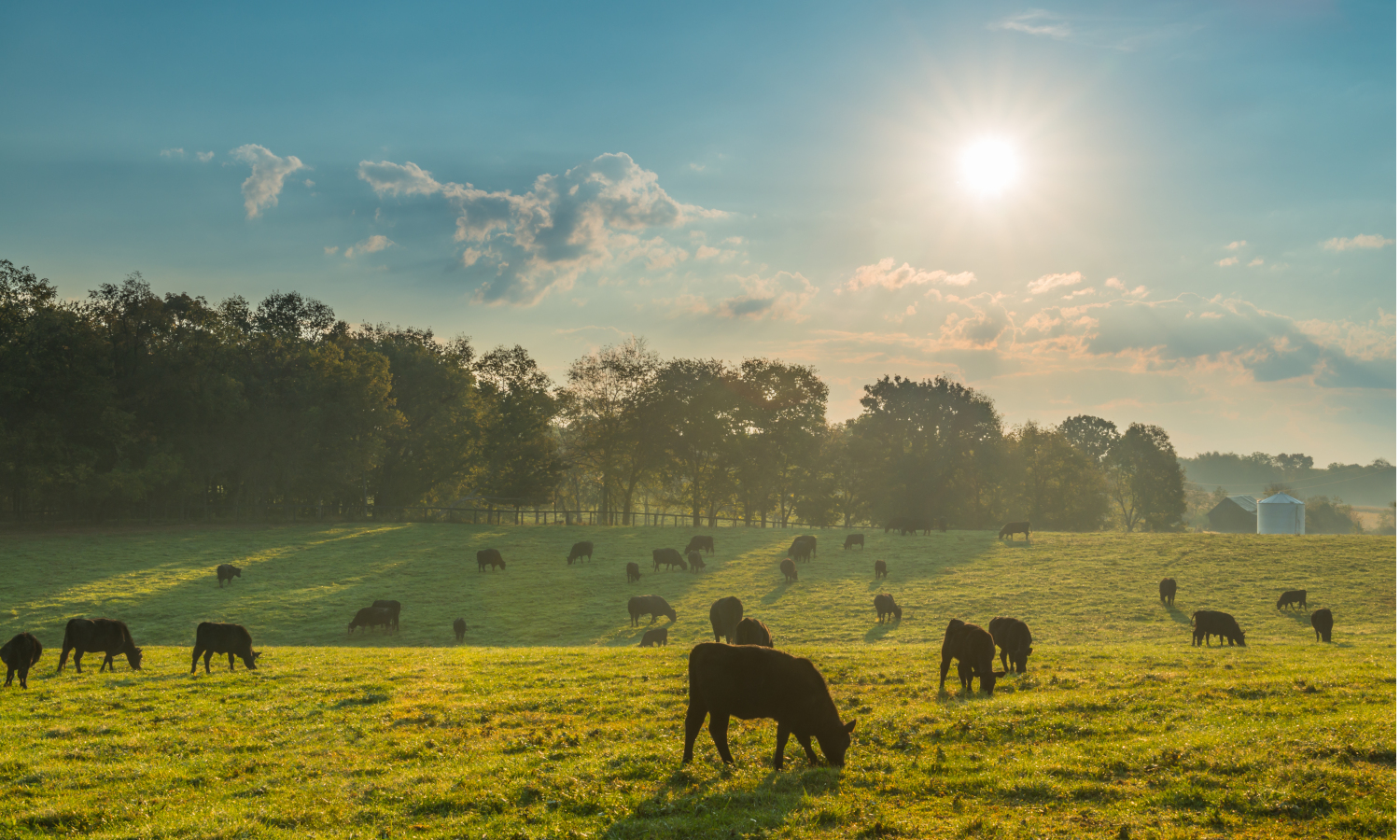饲养草饲牛肉需要可持续和传统的农业方法。克雷格·科林（Craig Corin）在爱荷华州750英亩的家庭农场找到了一种平衡的方法。