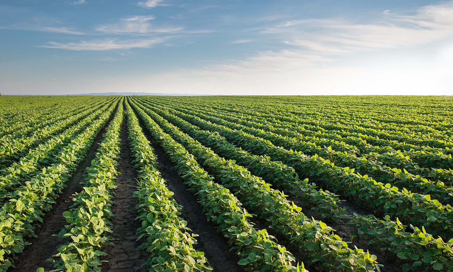 《农业工人计划法》可以帮助为农场工人，其社区，其农业雇主和我们的整个食品制度带来稳定。