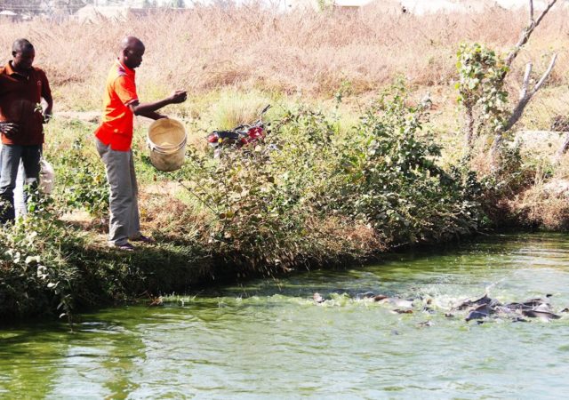 水产养殖在尼日利亚大大受益CORAF等机构,利用其WAAPP计划培训农村养鱼。