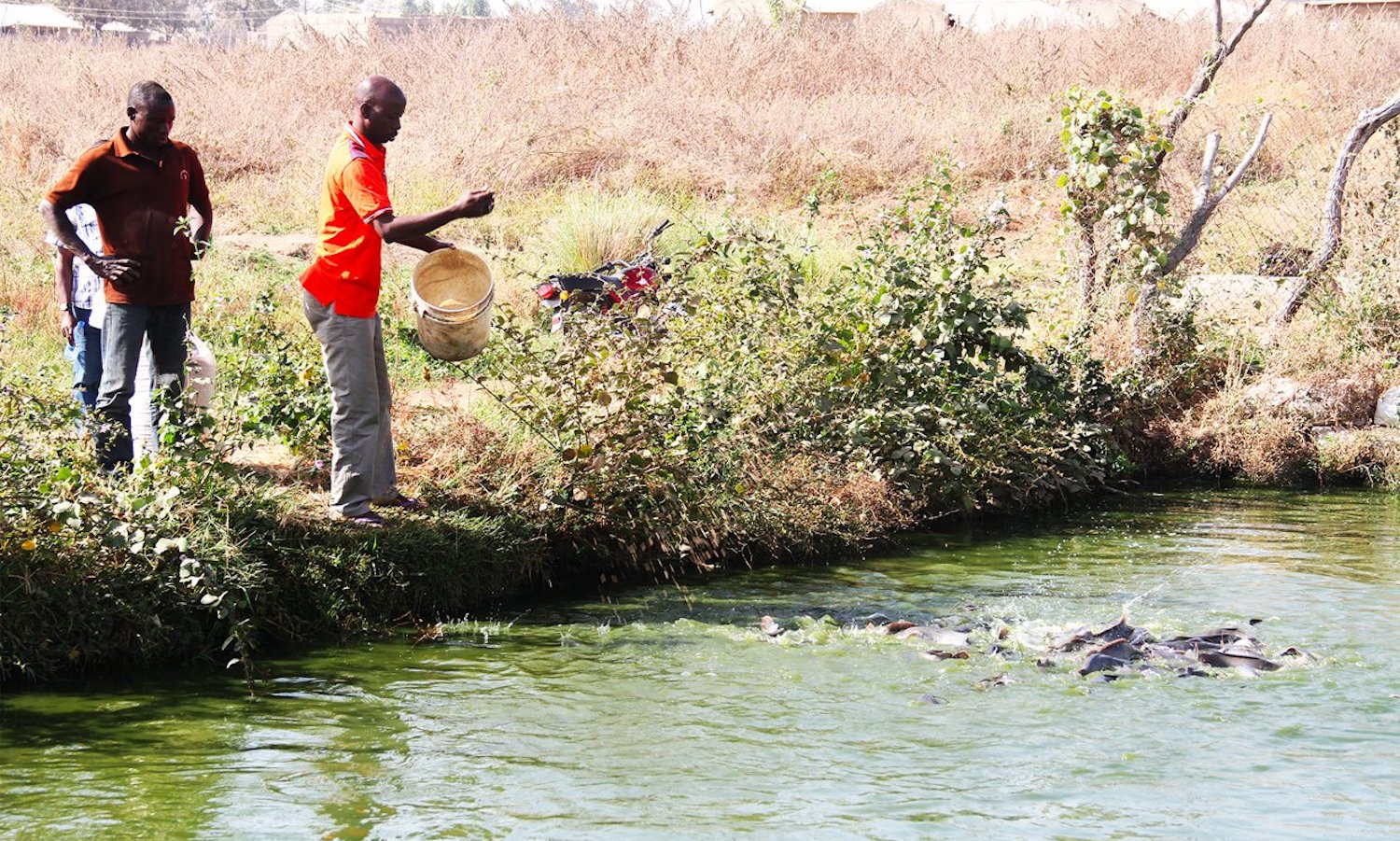 尼日利亚的水产养殖极大地使科拉夫这样的组织受益，该组织利用其WAAPP倡议来培训农村养鱼者。