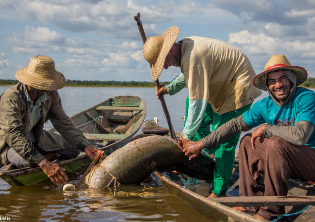 这是河滨社区和研究人员改变公共政策支持可持续渔业在巴西亚马逊河。