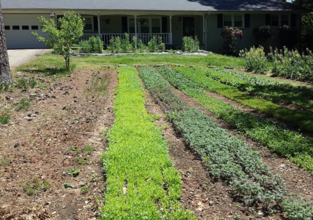 multi-locational市场花园,种植流提出了其成功的商业模式和社区如何加大了支持基于本地的食物来源的塔克,格鲁吉亚。