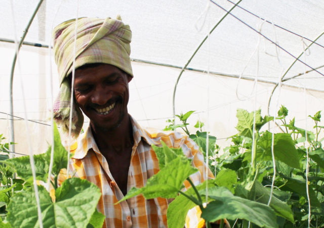 非营利Kheyti使温室农业在印度访问小农