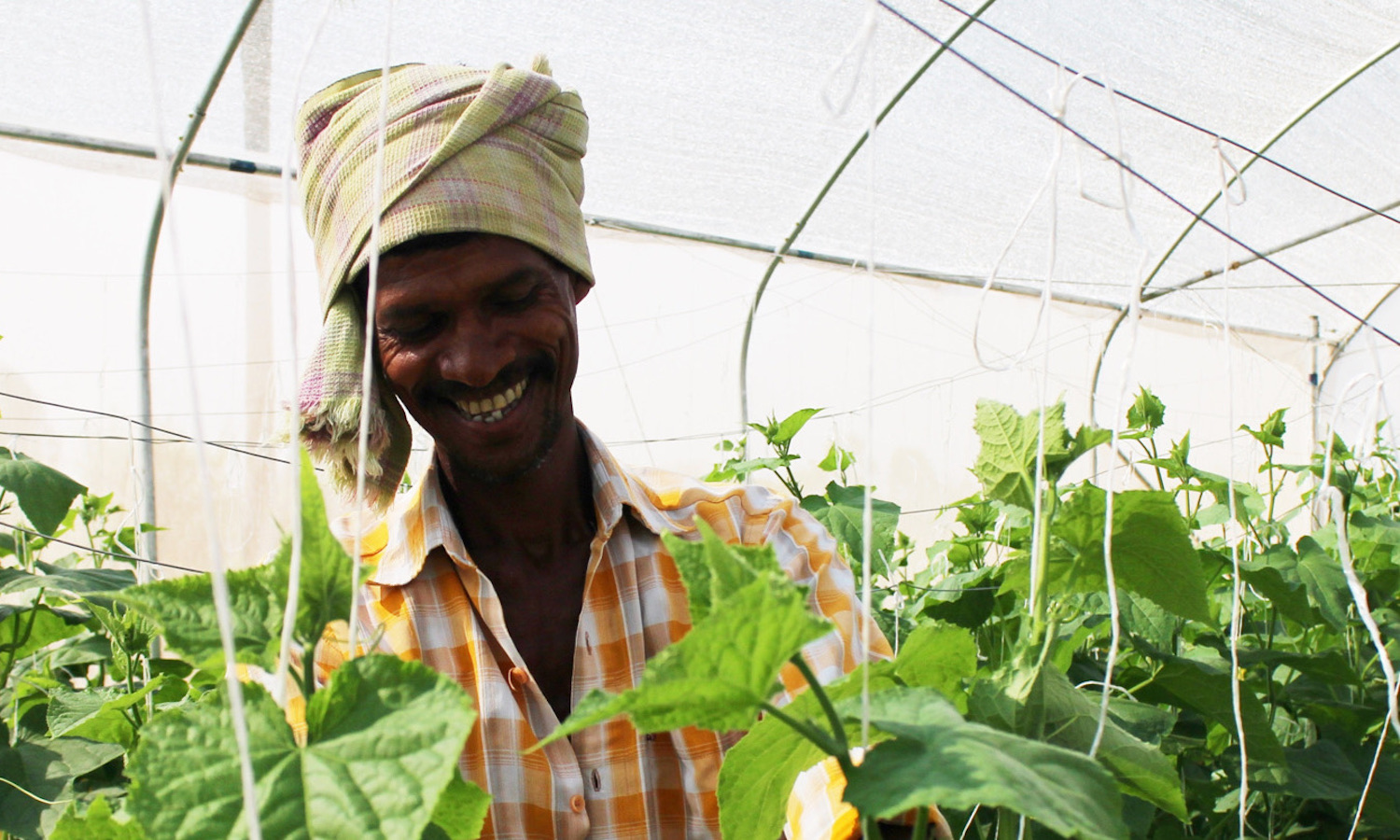 非营利Kheyti使温室农业在印度访问小农