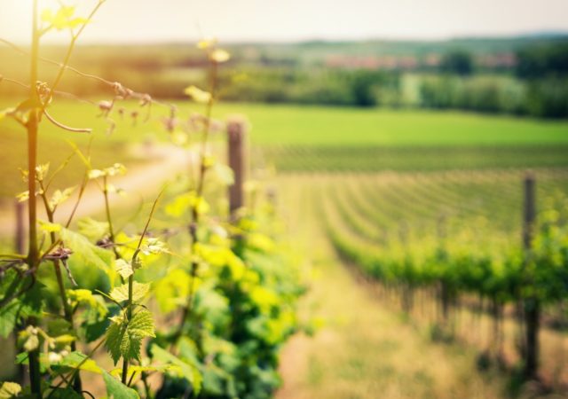 托德干农场的白葡萄酒解释了为什么葡萄酒行业需要更多的透明度和为什么他的葡萄酒必须达到如此高的标准