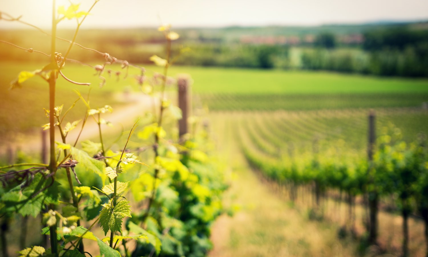 托德干农场的白葡萄酒解释了为什么葡萄酒行业需要更多的透明度和为什么他的葡萄酒必须达到如此高的标准