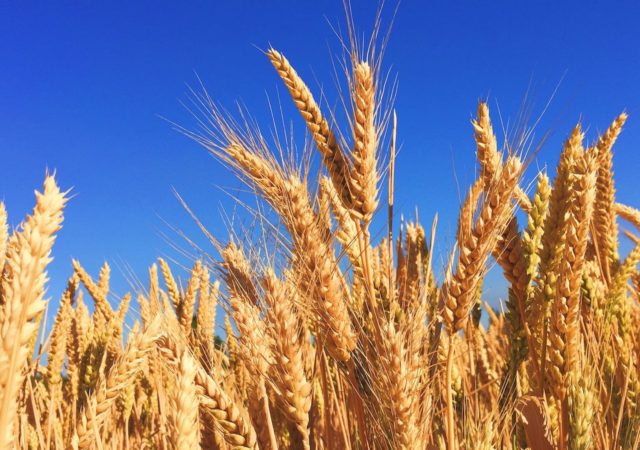 通用磨坊启动一个再生在堪萨斯州小麦农业试点培训农民再生实践和鼓励100万英亩过渡到2030年
