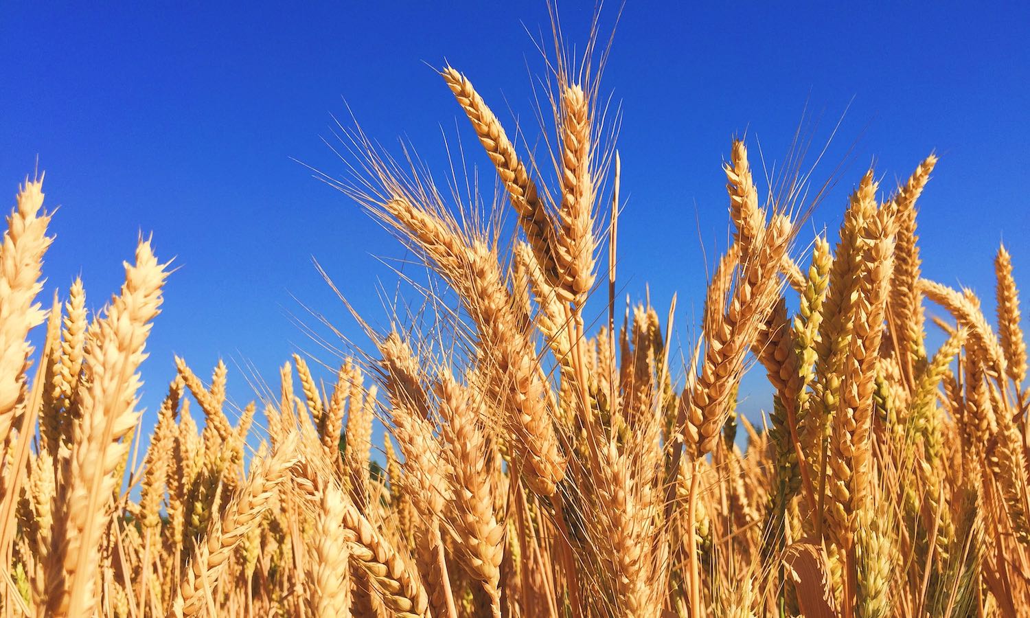 General Mills在堪萨斯州启动了一项再生小麦养殖试点计划，以培训农民的再生实践，并鼓励100万英亩土地在2030年之前过渡