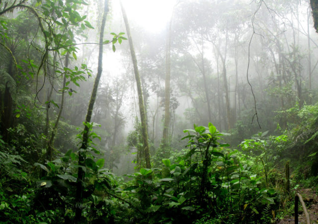 雨林专家托马斯·e·洛夫乔伊博士和卡洛斯声称亚马逊雨林正在接近诺即将毁灭。