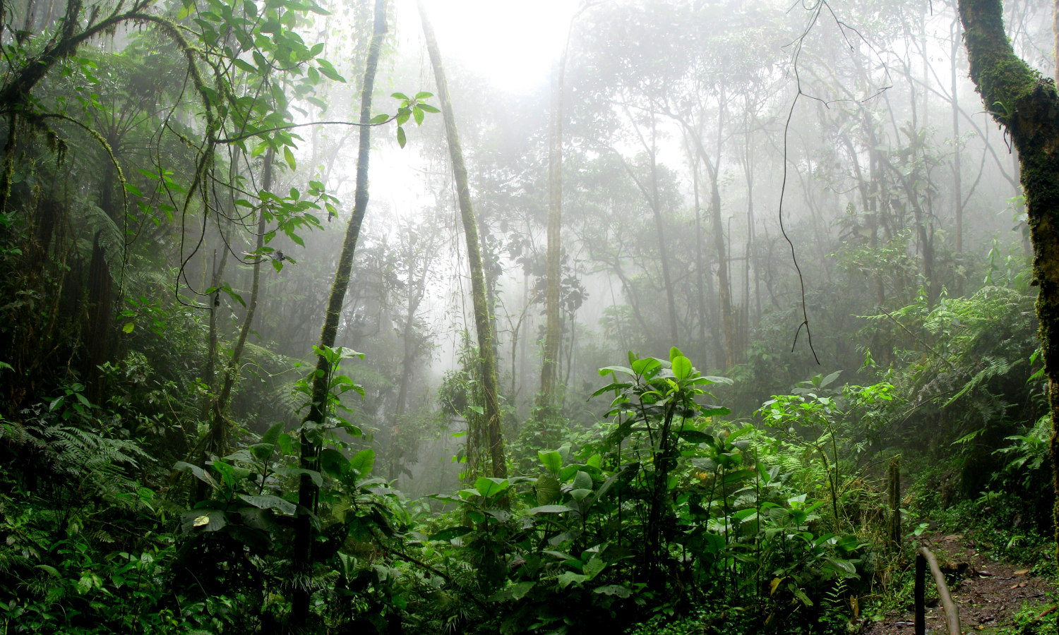 雨林专家Thomas E. Lovejoy博士和Carlos Nobre博士声称，亚马逊雨林正在遭受迫在眉睫的破坏。