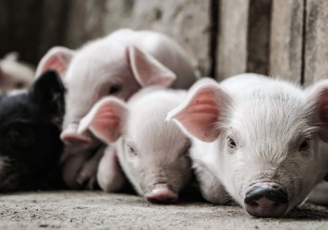 养猪的农民还在通过长期影响猪肉加工COVID-19相关的工厂关闭。