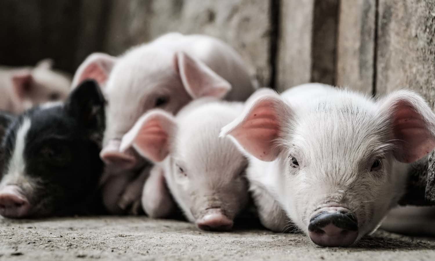 猪农民仍在努力处理猪肉加工的长期影响，库维德199相关的植物关闭。