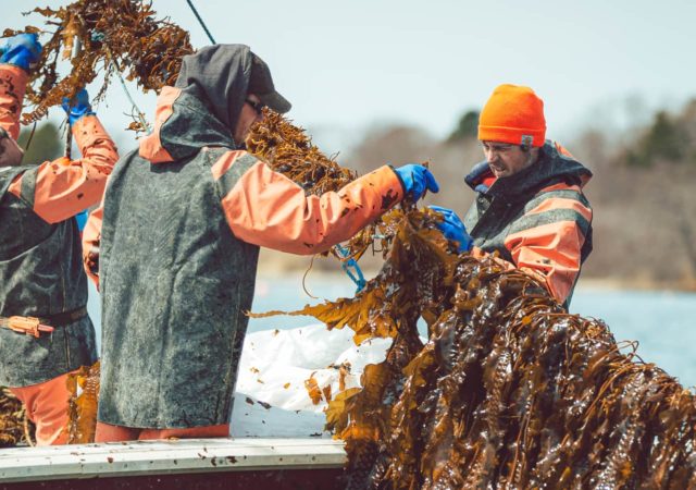 Lobsterers正在寻找可持续多样化的方式来增加弹性面对气候变化。