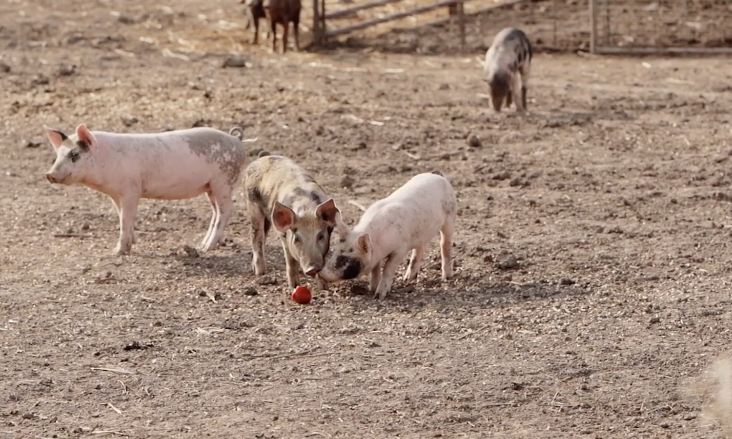 Niman Ranch并不总是更大的农场和可持续性