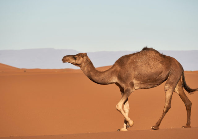 虽然营养丰富,骆驼奶在非洲东部常受细菌污染。在他们最近的研究项目中,丹麦技术大学的发现一个方法,使一个更安全的骆驼奶产品。