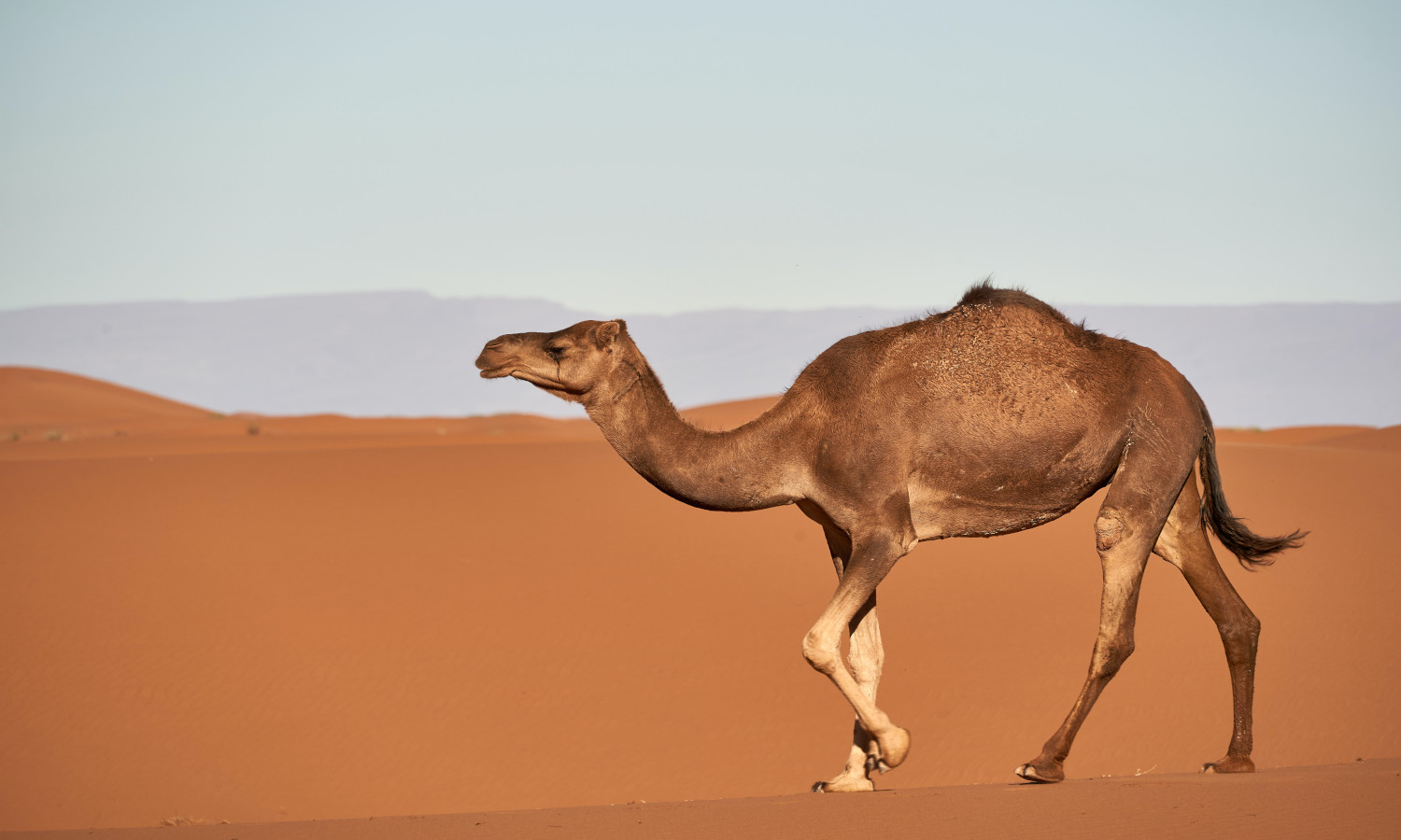 虽然营养丰富，但东非的骆驼牛奶经常被细菌污染。在他们最近的研究项目中，丹麦技术大学找到了一种制造更安全的骆驼牛奶产品的方法。