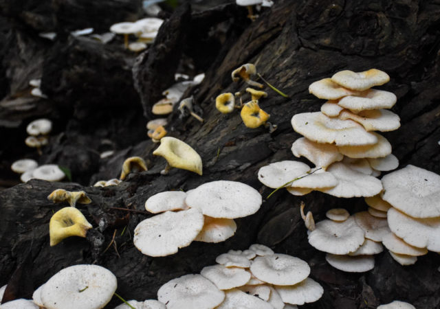 加州森林大火后,生态学家正在使用蘑菇从污染的土壤中提取毒素过程被称为“此类“茵核降解”。