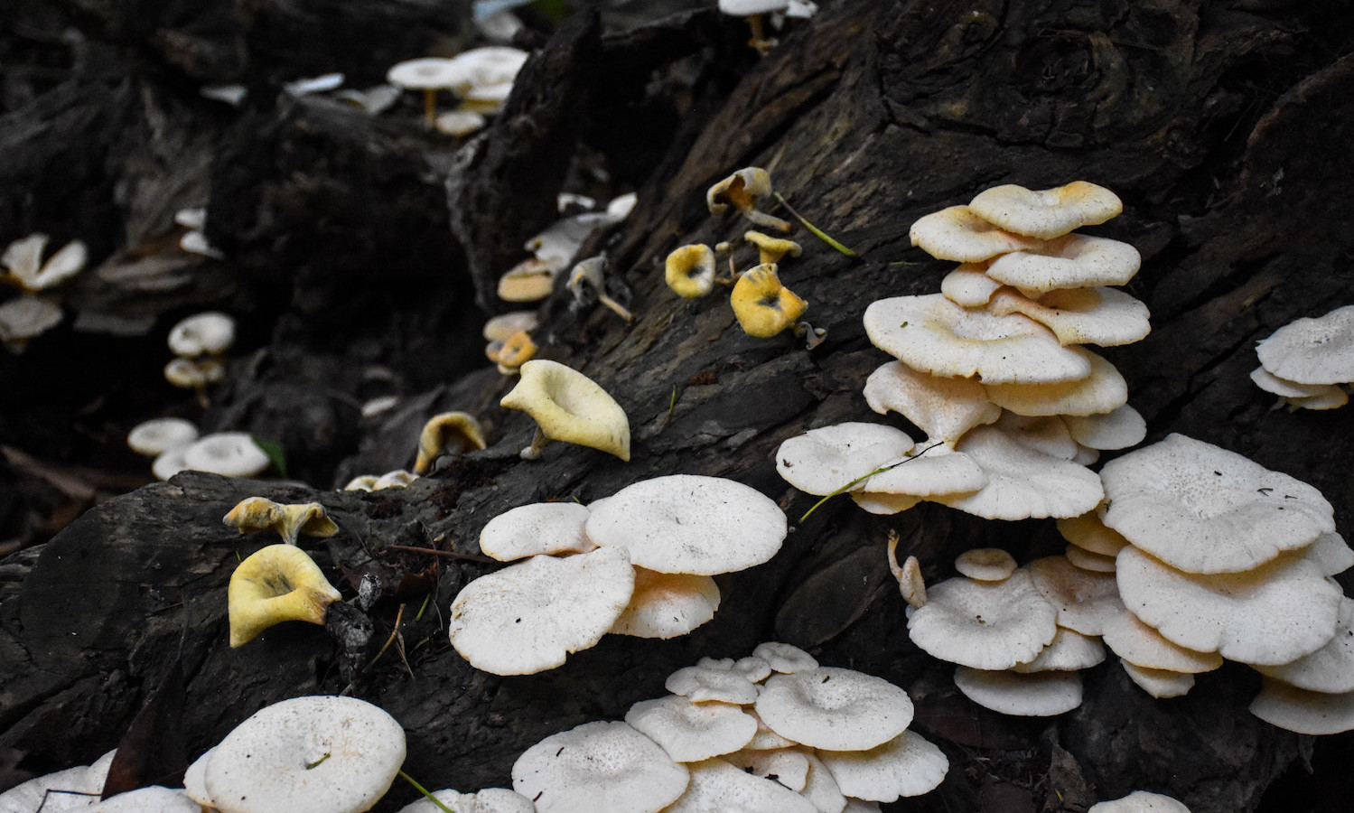 加州森林大火后,生态学家正在使用蘑菇从污染的土壤中提取毒素过程被称为“此类“茵核降解”。