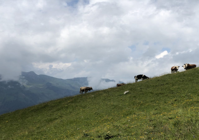天然草原碳储存和应对气候变化,但牲畜和牧场扩张将世界草地转化为碳源。