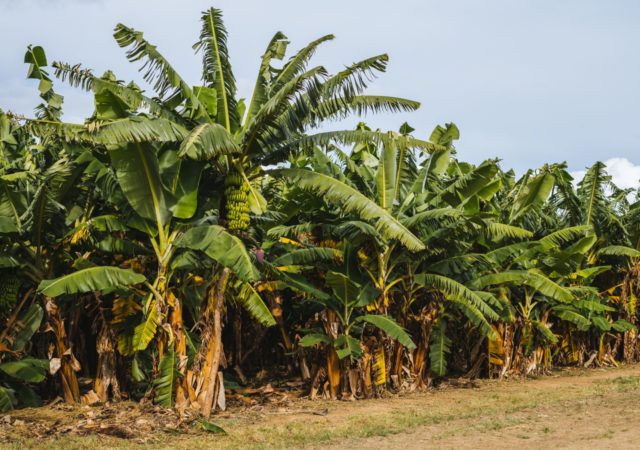 热带的存在种族4疾病使拉美国家高度警惕,威胁香蕉生产在厄瓜多尔,秘鲁和哥伦比亚。