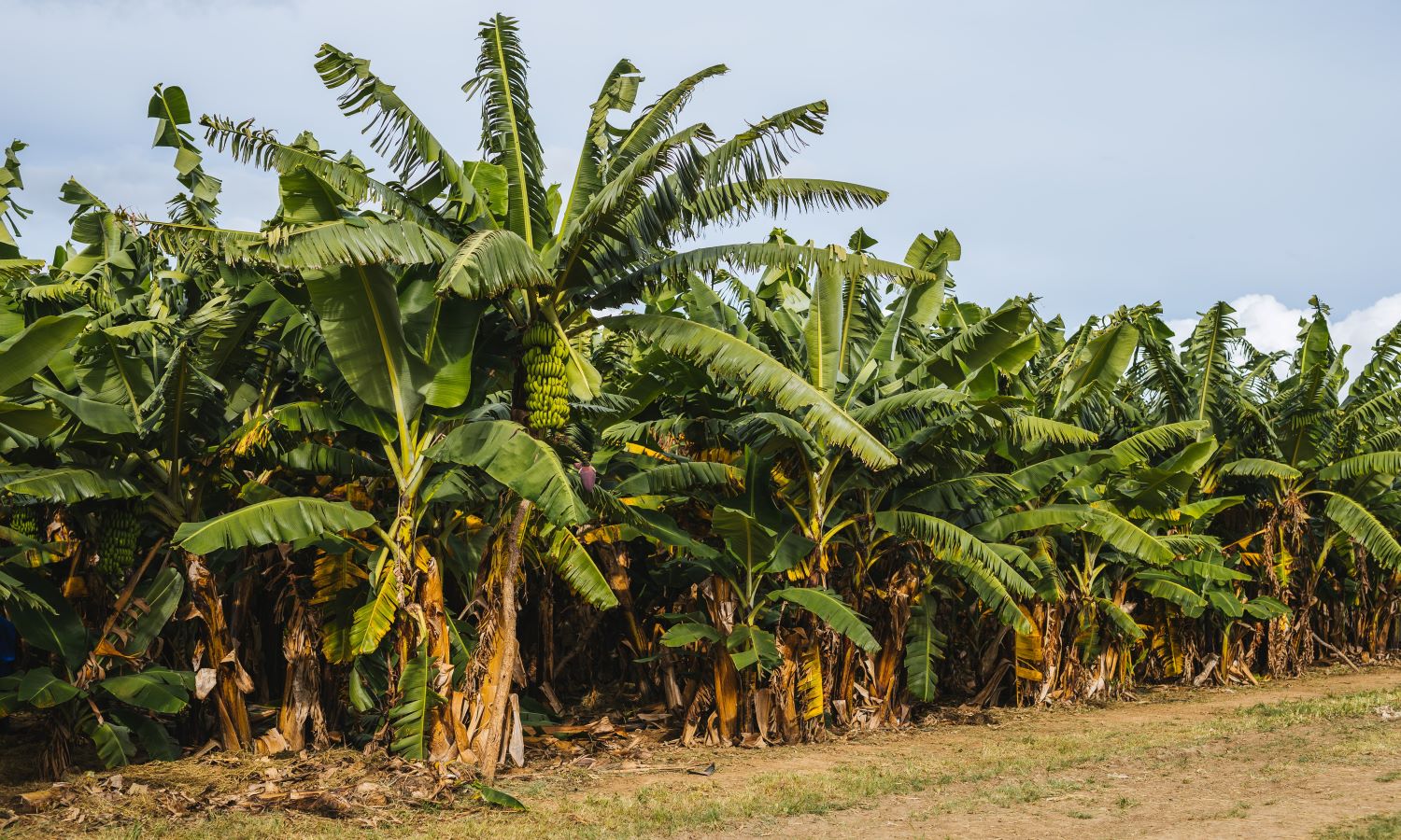 热带种族4疾病的存在使拉丁美洲国家高度戒备，威胁到厄瓜多尔，秘鲁和哥伦比亚的香蕉生产。