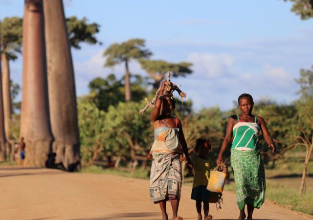 唤醒食品计划展示Farafena的工作支持女性在马里小农生产fonio,辣木属,猴面包树。