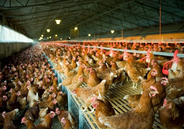 欧盟委员会承诺建议立法阶段,并最终禁令,笼在2027年农业在欧洲。