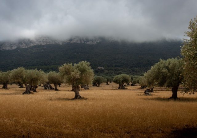 收拾东西集中政策,欧盟资助项目,使用再生农业来提高生物多样性和增加盈利能力在西班牙橄榄园。