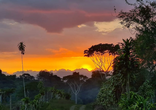 隆戈麦、哥斯达黎加农业合作保护食物和水安全在大规模的菠萝种植园在该地区的扩张。