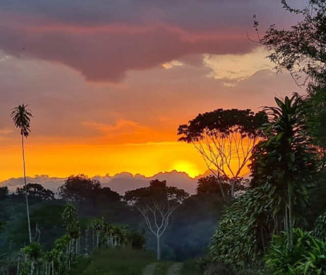 隆戈麦、哥斯达黎加农业合作保护食物和水安全在大规模的菠萝种植园在该地区的扩张。
