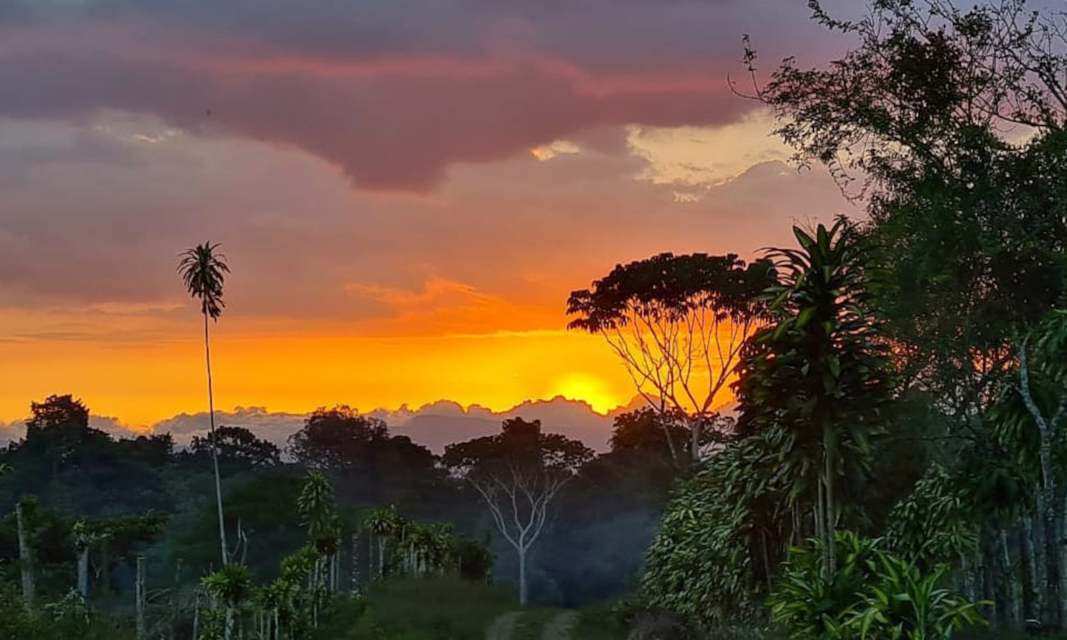 哥斯达黎加农业合作社Longo Mai在该地区大型菠萝种植园的扩大中为食品和水安全辩护。