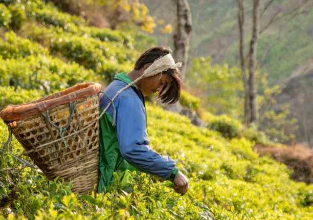 尼泊尔茶是一个业务,旨在扩大在尼泊尔东部社区教育和就业。