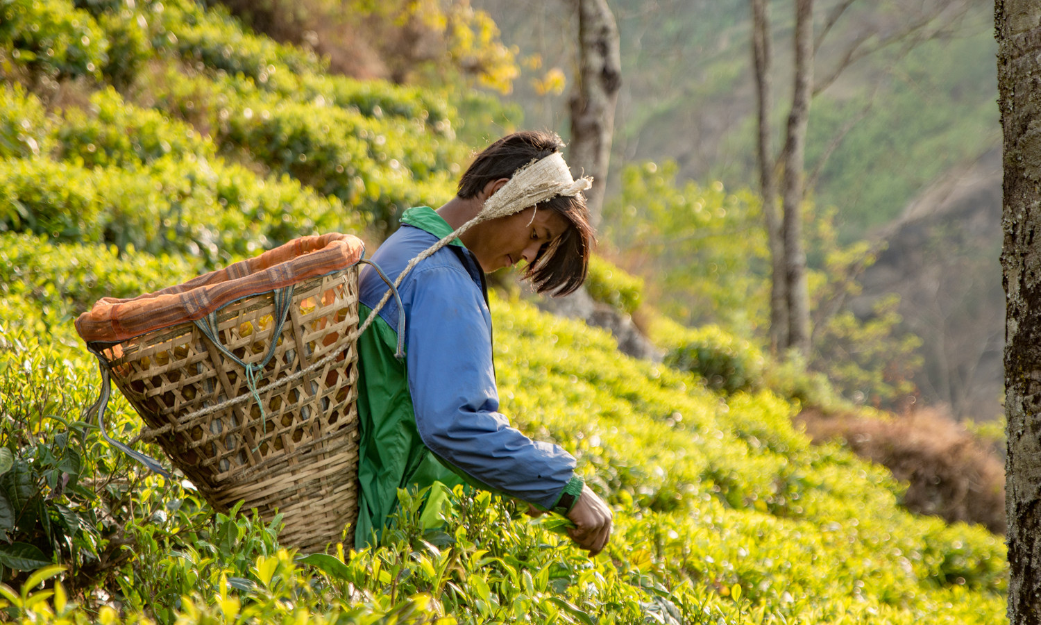 尼泊尔茶是一项旨在扩大尼泊尔东部社区获得教育和就业机会的业务。