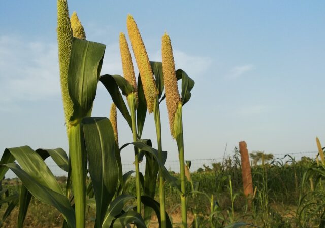 国际生物素农业中心正在投资像小米这样的农作物，这些农作物可以在阿尔扎比称为边际环境中的种植