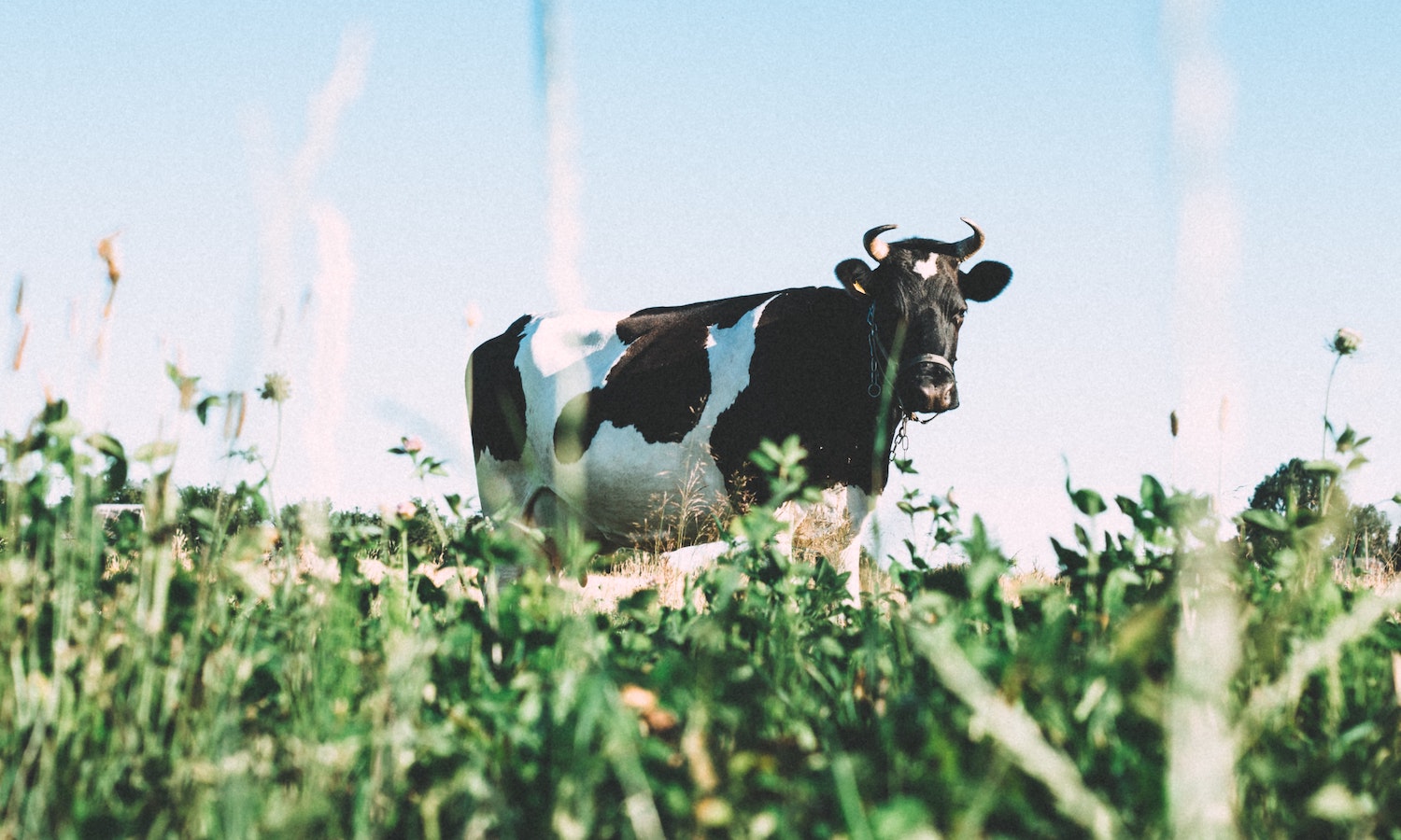 新报告揭示了有机奶牛场储备碳，减少了温室气体排放
