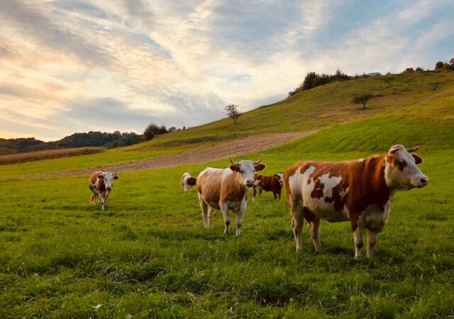 投资于牲畜健康如何拯救人民和环境吗