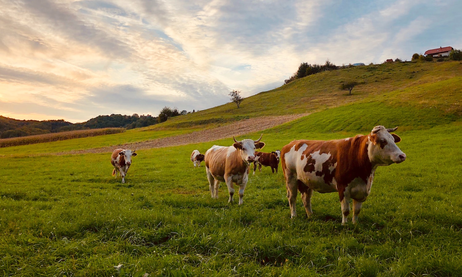 如何投资牲畜健康可以节省人们和环境