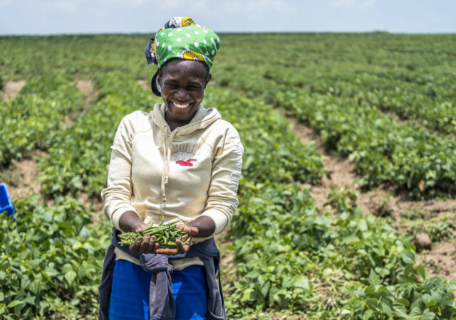 农民培养绿豆,这可以帮助解决饥饿和气候危机,在肯尼亚