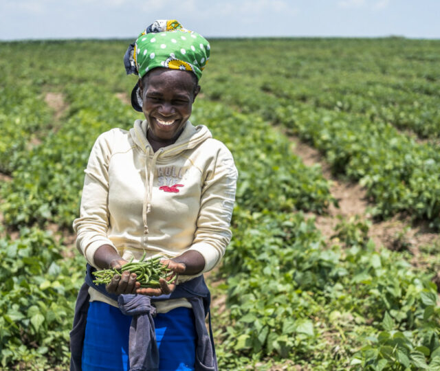 农民培养绿豆,这可以帮助解决饥饿和气候危机,在肯尼亚