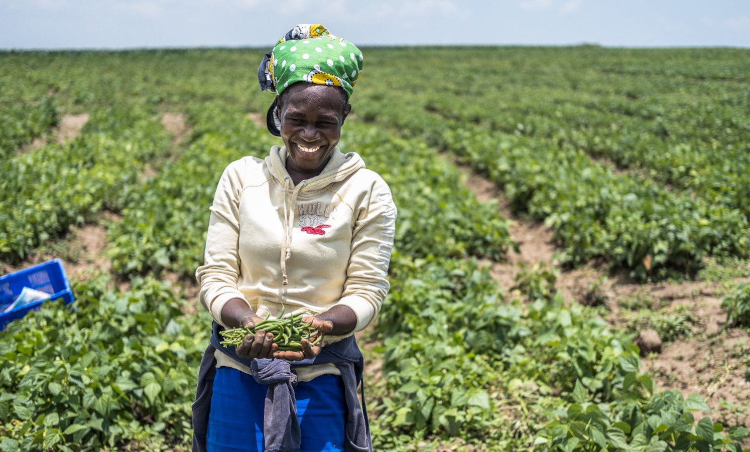 农民种植绿豆，可以帮助应对肯尼亚的饥饿和气候危机