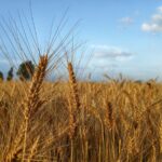 New Reports Make the Case for Food Systems as a Climate Solution