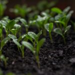 Op-Ed: Soil Connects Us to the Earth