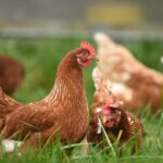 多样化的牧场家禽模型可以降低高度致病性禽流感的风险