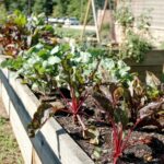 Study Finds Saskatchewan’s Garden Patch Urban Garden a Success