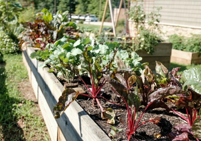 研究发现萨斯喀彻温省的花园城市花园成功补丁
