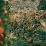 战胜苹果黑星病:明尼苏达大学发布的苹果品种抗真菌病