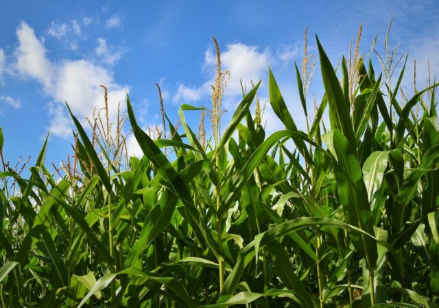 墨西哥称美国虚张声势关于转基因玉米限制科学