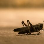蝗虫管理的突破：可持续的解决方案可以在控制群体的同时节省野生动植物