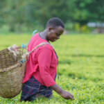 AgriPath:工作有利于妇女和青年小农在撒哈拉以南的非洲和亚洲