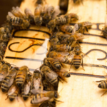 世界上第一个疫苗拯救蜜蜂从美国农业部批准的致命疾病